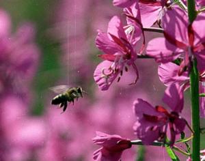 В московских Кузьминках поставят стеклянные ульи