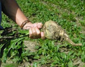 Цветением сахарной свеклы можно управлять