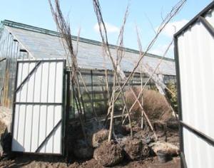 Власти Москвы отменили строительство двух новых питомников растений