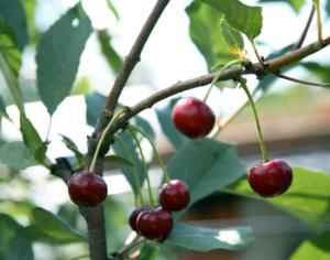 Англичане пересчитают вишневые деревья