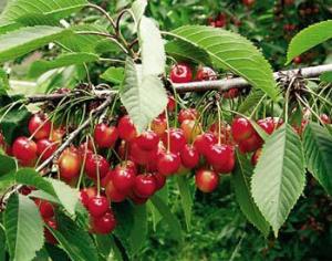 Климат меняет вкус фруктов