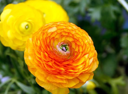 Лютик, Ranunculus