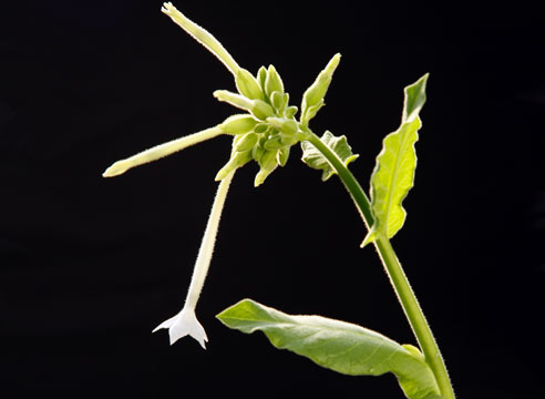 Табак крылатый, Nicotiana alata