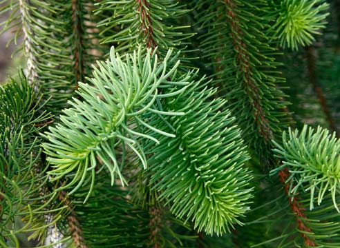 Ель обыкновенная, Picea abies, сорт Virgata