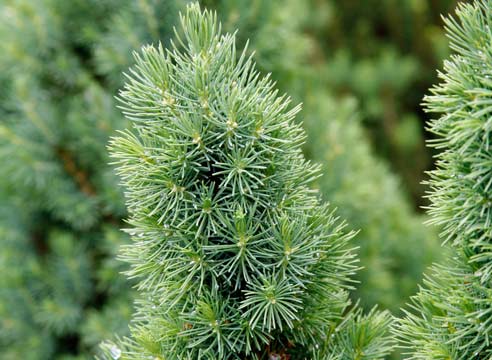 Ель, Picea glauca, сорт Conica