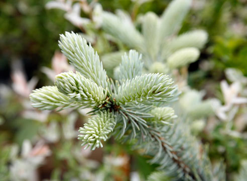 Ель колючая, picea pungens, сорт Hoopsil