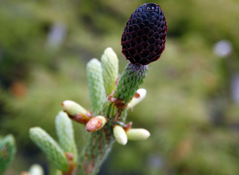 Ель, picea likiagems, сорт Balfor