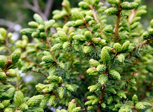 Ель сербская, picea оmorika, сорт Nana