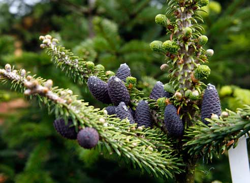 Пихта субальпийская, Abies lasiocarpa