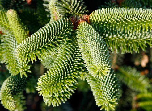 Пихта нумидийская, Abies numidica, сорт Glauca