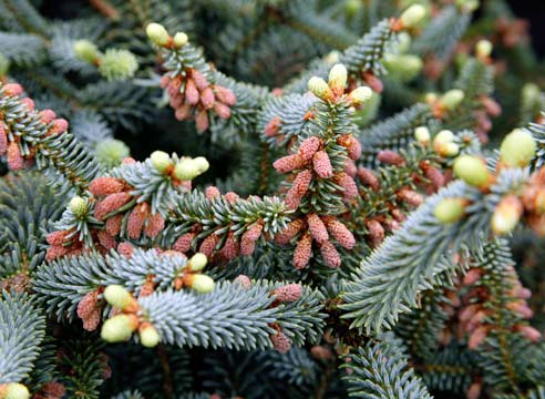 Пихта испанская, abies pinsapo, сорт Glauca