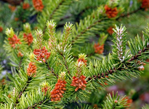 Сосна Банкса, pinus banksiana, сорт Arktis