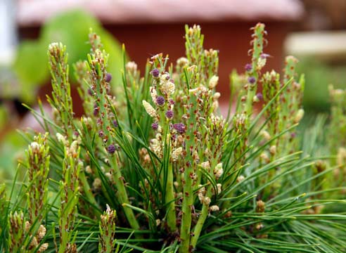 Сосна густоцветковая, pinus densiflora, сорт Henry Bud