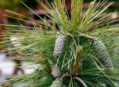 Сосна Шверина, pinus schwerinii