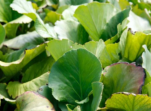 Бадан толстолистный, Bergenia cordifolia