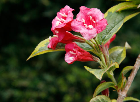 Вейгела цветущая, Weigela florida, сорт Brigela