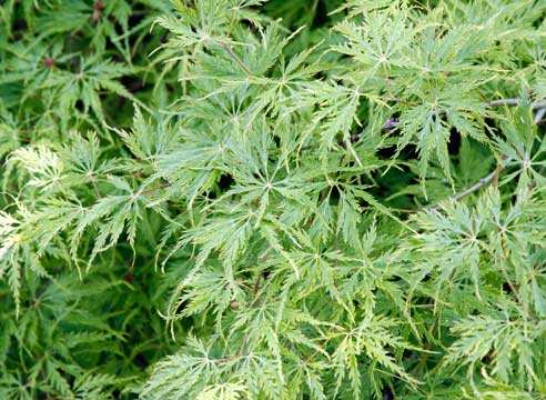 Клен дланевидный, Acer palmatum, сорт Filigree