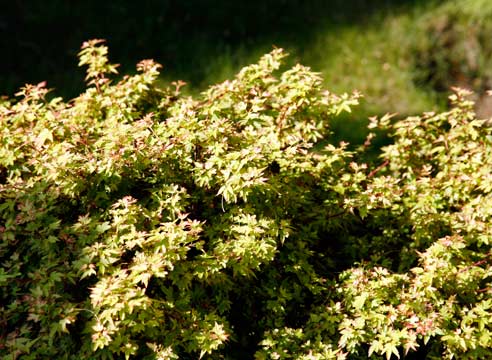 Клен дланевидный, Acer palmatum, сорт Kotomaru