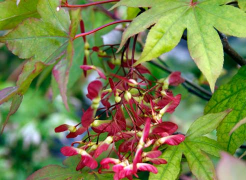 Клен дланевидный, Acer palmatum, сорт Osakazuki