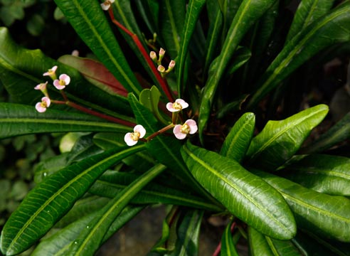 Молочай гребенчатый, Euphorbia lophogona