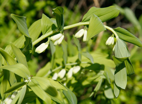 Купена, Polygonatum