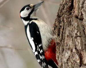 Немцев задолбили дятлы