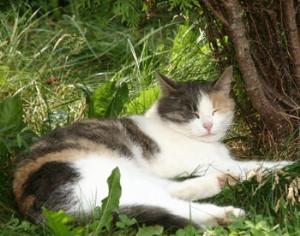 Кошачья гостиница класса люкс