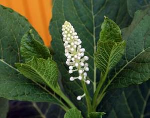 Ягоды фитолакки произведут революцию