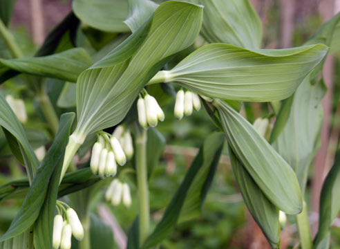 Купена, Polygonatum