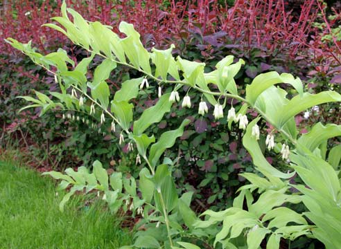 Купена многоцветковая, Polygonatum variegata