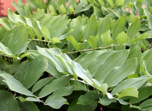 Купена многоцветковая, Polygonatum variegata