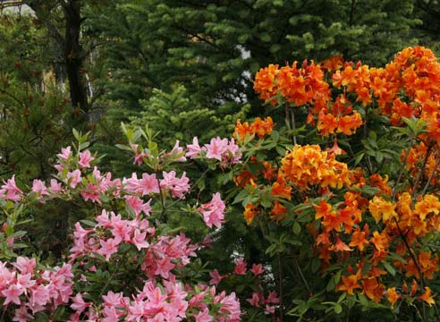 Рододендрон, Rhododendron 