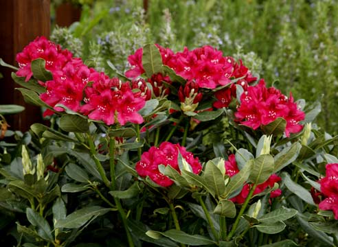 Рододендрон, Rhododendron 