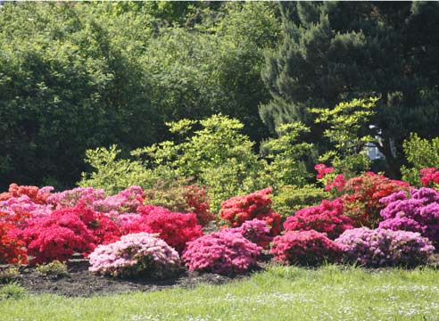 Рододендрон в саду, Rhododendron 