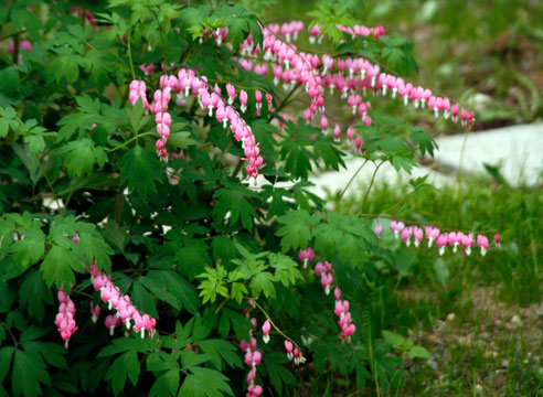 Дицентра великолепная, Dicentra