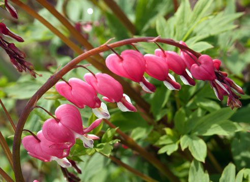 Дицентра великолепная, Dicentra