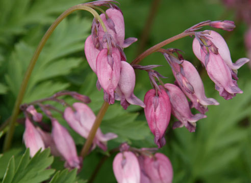 Дицентра исключительная, Dicentra