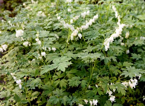 Дицентра великолепная, Dicentra