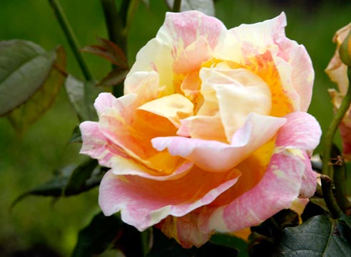 Роза, сорт Paule Cezanne
