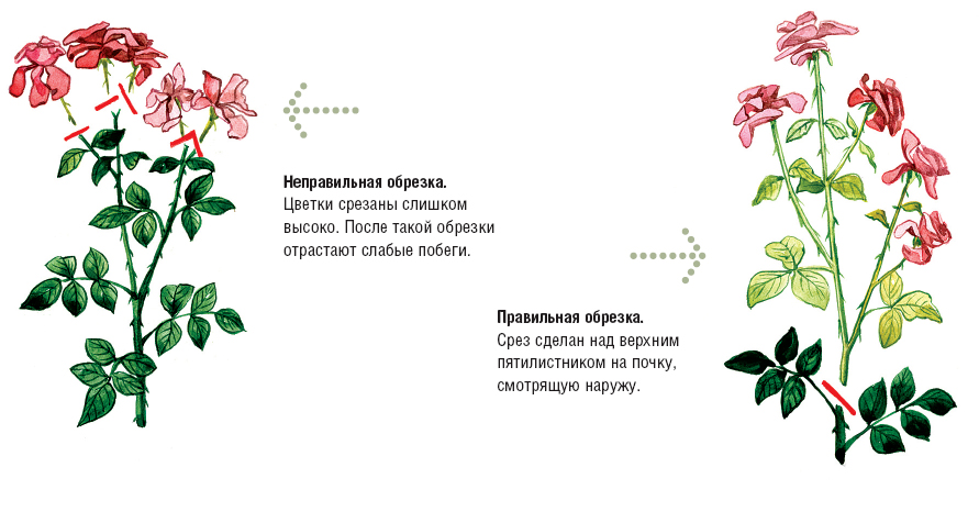 Срезание отцветших бутонов роз