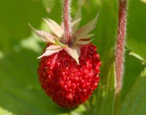 В космосе появится клубника?