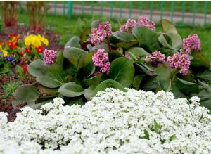 Сколько растений на Земле?