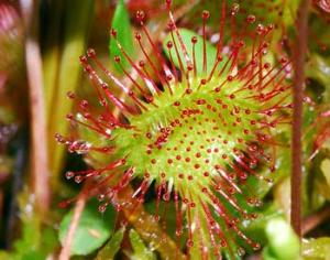 Сражение за еду: пауки против цветов