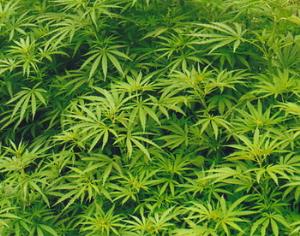 Чешским садоводам предложили коноплю в сети