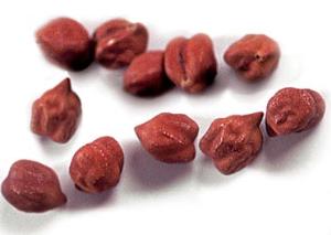 Волгоградцы перешли на нут