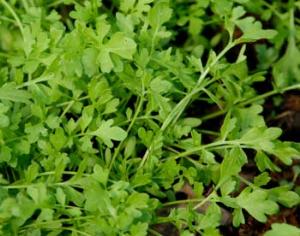 В Англии прошел фестиваль водяного кресс-салата