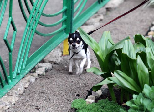 Как сделать клумбу у подъезда своими руками