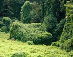 Бобовая лиана захватит Америку и отравит весь мир 