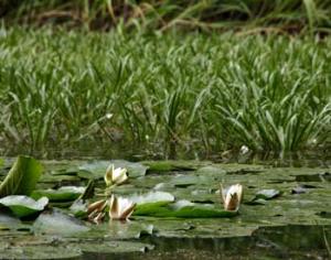 Вымершую кувшинку удалось возродить
