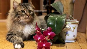 Бар для собак и Книга Гинесса для кошек